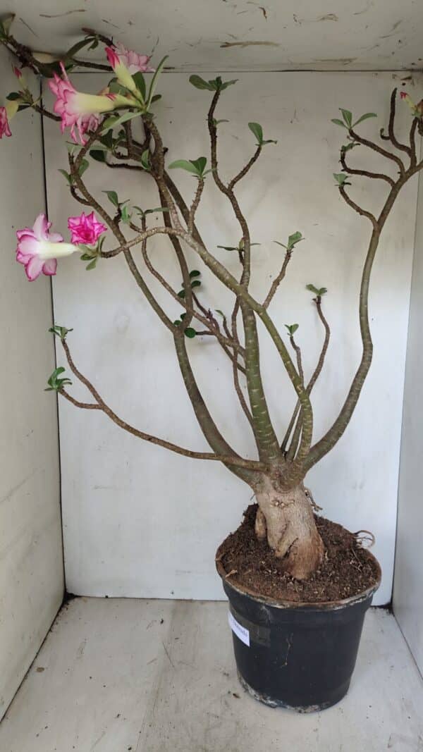 Planta Dobrada 3533 – 60cm – 05 anos - Imagem 9
