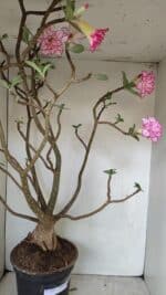 Planta Dobrada 3533 – 60cm – 05 anos - Imagem 7