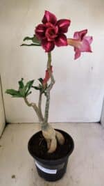 Planta Dobrada 3534 – 35cm – 03 anos - Imagem 2