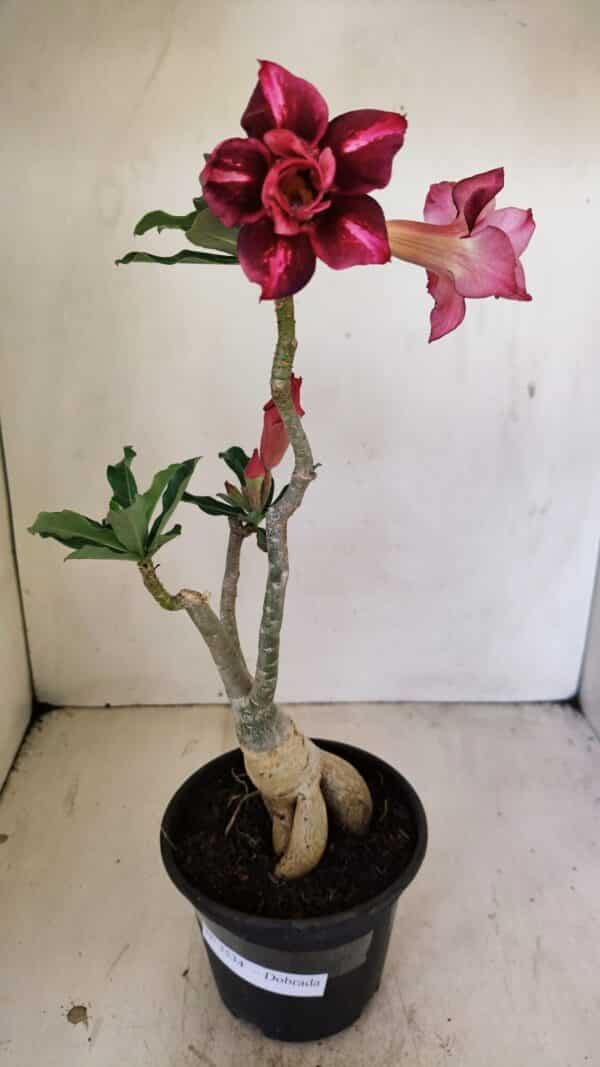 Planta Dobrada 3534 – 35cm – 03 anos - Imagem 2