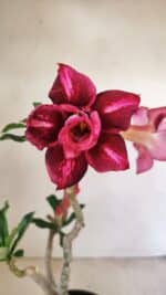 Planta Dobrada 3534 – 35cm – 03 anos