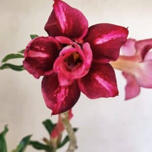 Planta Dobrada 3534 – 35cm – 03 anos