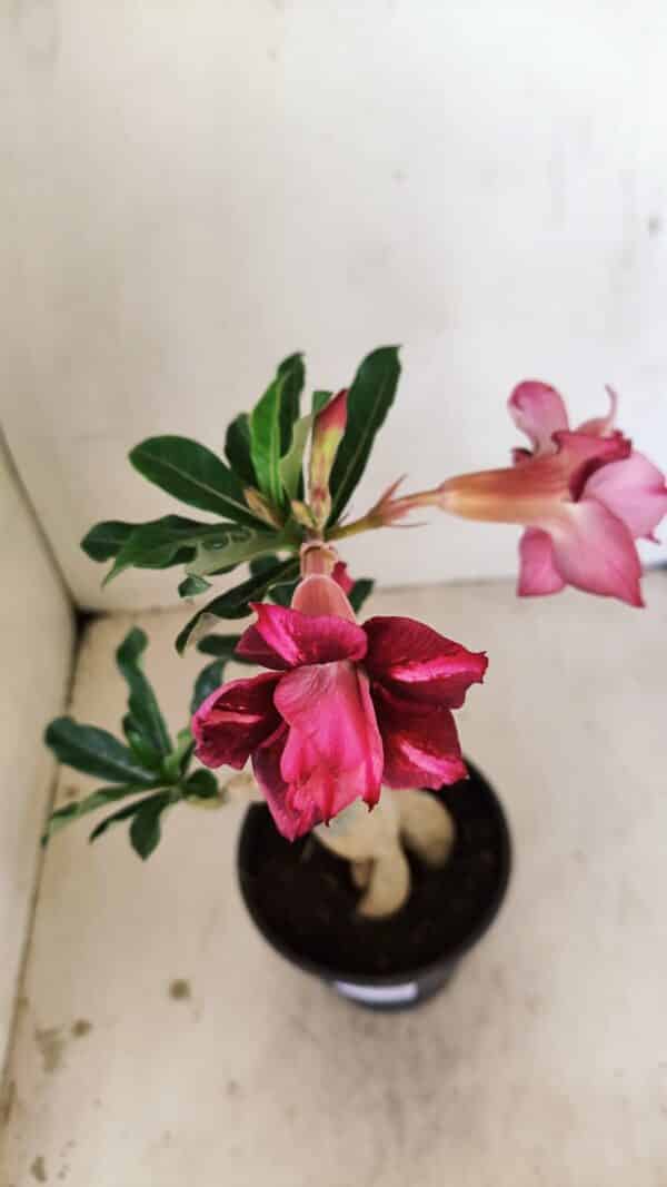 Planta Dobrada 3534 – 35cm – 03 anos - Imagem 4