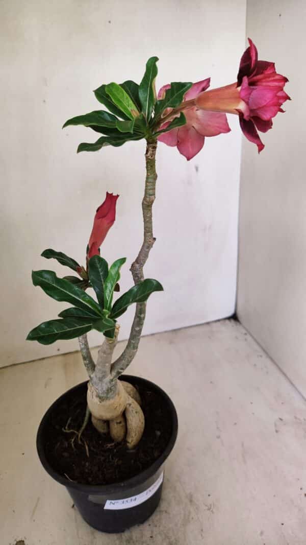 Planta Dobrada 3534 – 35cm – 03 anos - Imagem 7