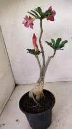 Planta Dobrada 3534 – 35cm – 03 anos - Imagem 6