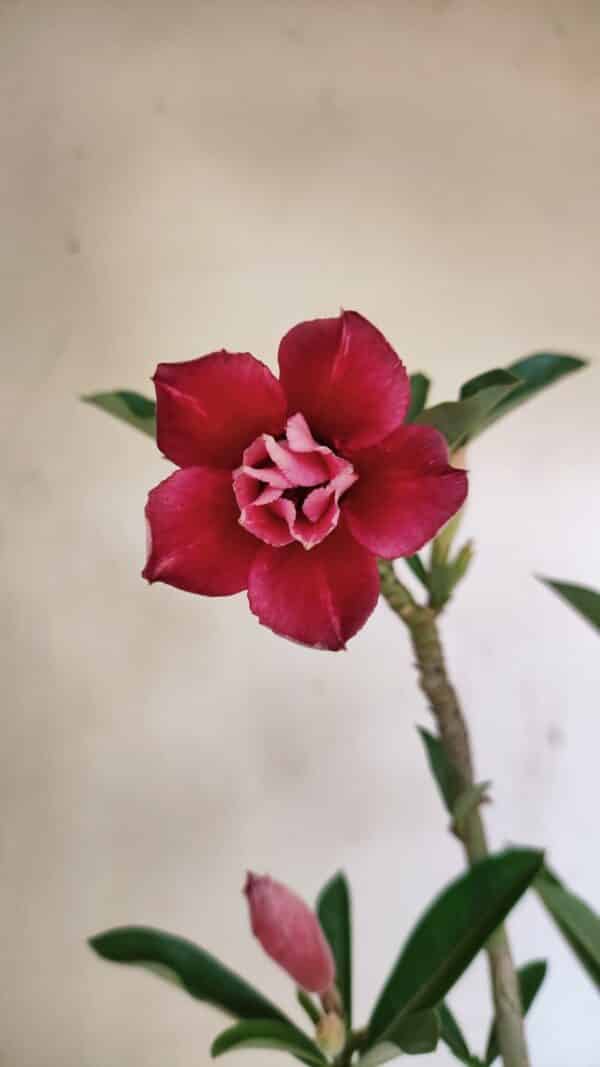 Planta Dobrada 3535 – 35cm – 03 anos - Imagem 1