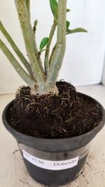 Planta Dobrada 3536 – 35cm – 03 anos - Imagem 6