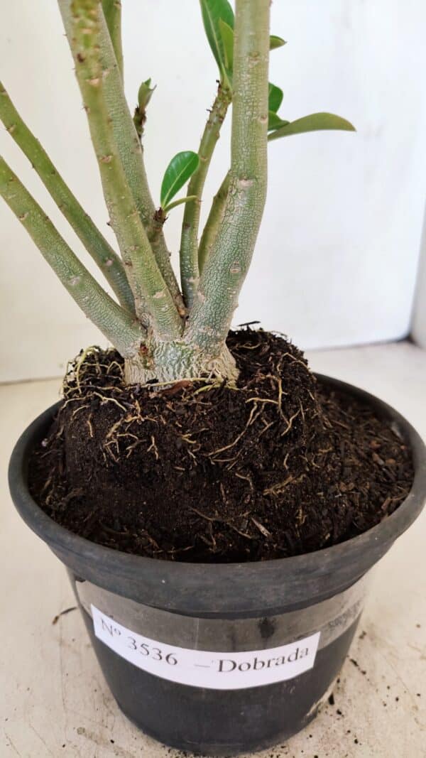 Planta Dobrada 3536 – 35cm – 03 anos - Imagem 6