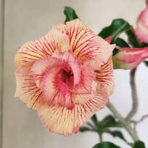 Planta Dobrada 3537 – 40cm – 03 anos