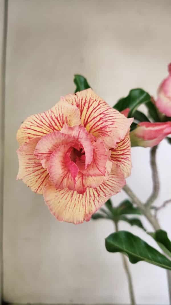 Planta Dobrada 3537 – 40cm – 03 anos - Imagem 1