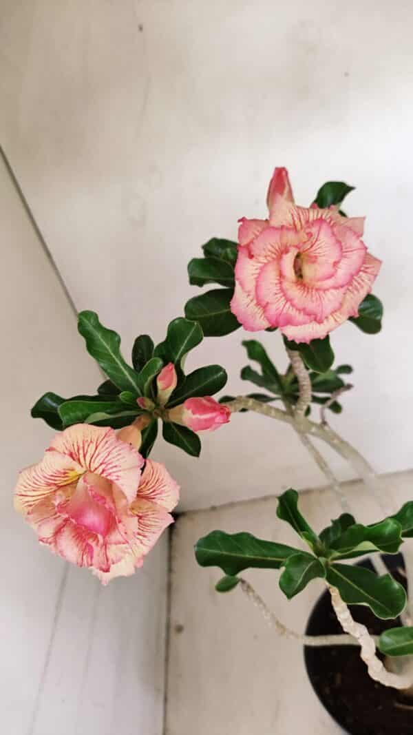 Planta Dobrada 3537 – 40cm – 03 anos - Imagem 5
