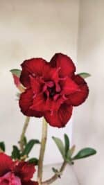 Planta Dobrada 3538 – 35cm – 03 anos