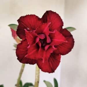 Planta Dobrada 3538 – 35cm – 03 anos