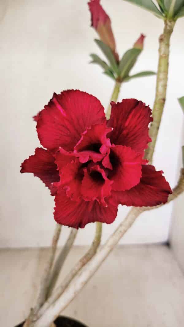 Planta Dobrada 3538 – 35cm – 03 anos - Imagem 5
