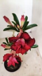 Planta Dobrada 3538 – 35cm – 03 anos - Imagem 4