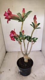 Planta Dobrada 3538 – 35cm – 03 anos - Imagem 8