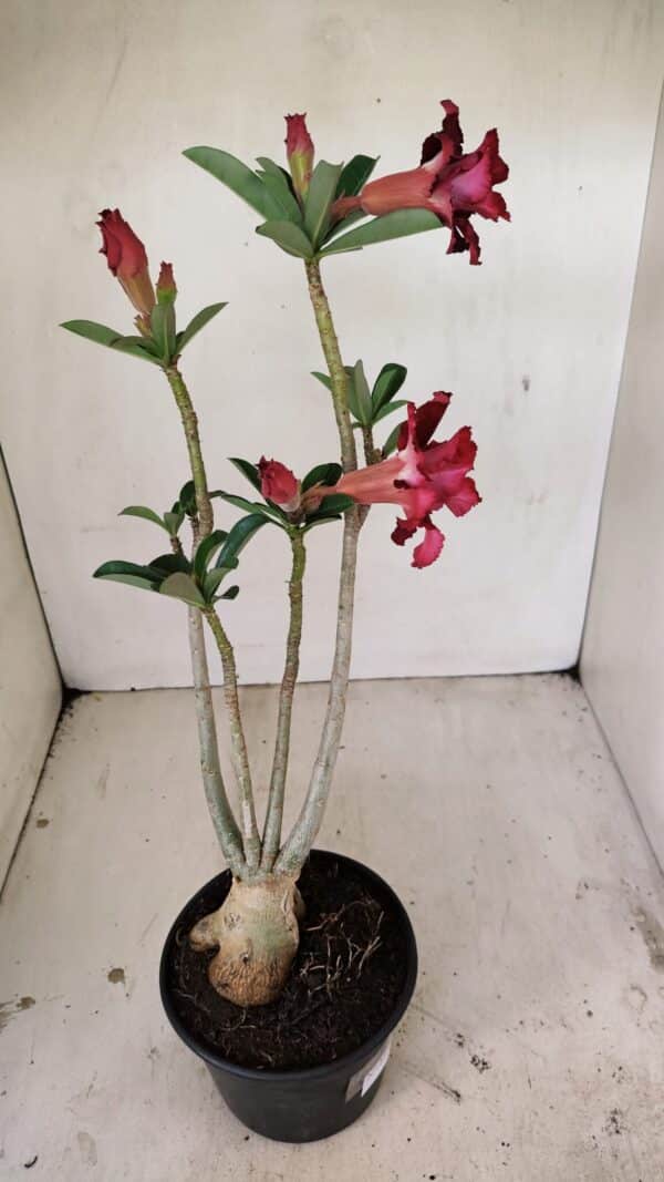Planta Dobrada 3538 – 35cm – 03 anos - Imagem 7