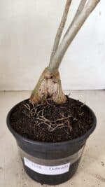Planta Dobrada 3538 – 35cm – 03 anos - Imagem 6
