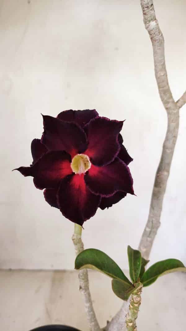 Planta Dobrada 3539 – 35cm – 03 anos - Imagem 1