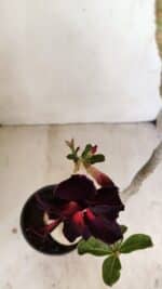 Planta Dobrada 3539 – 35cm – 03 anos - Imagem 4