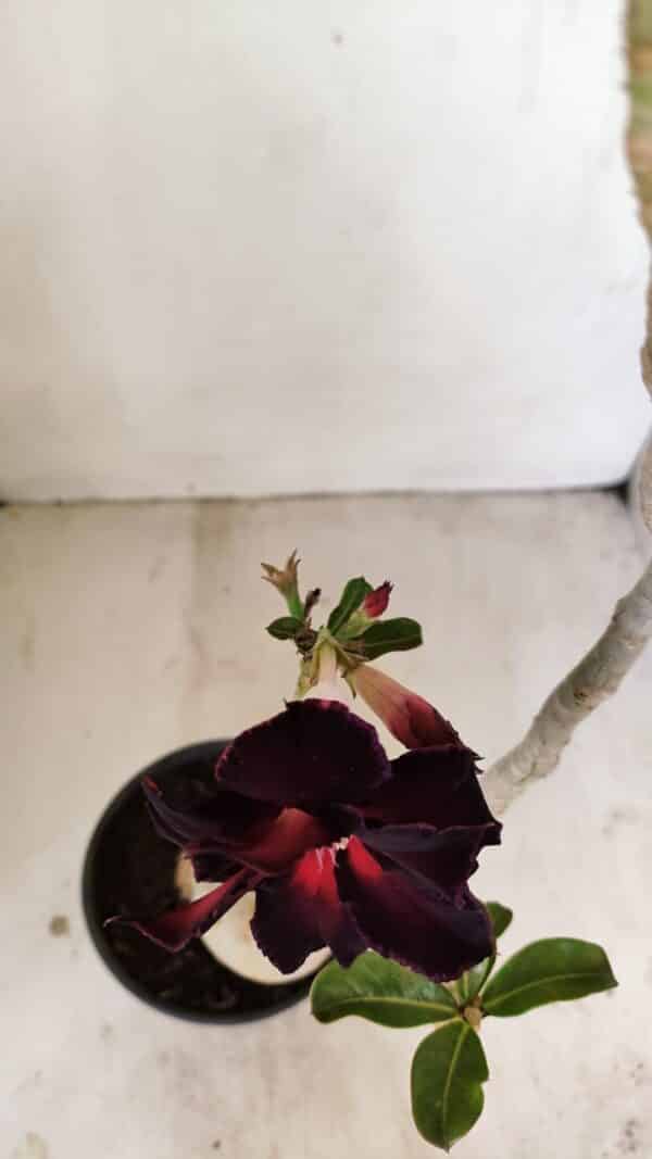 Planta Dobrada 3539 – 35cm – 03 anos - Imagem 4