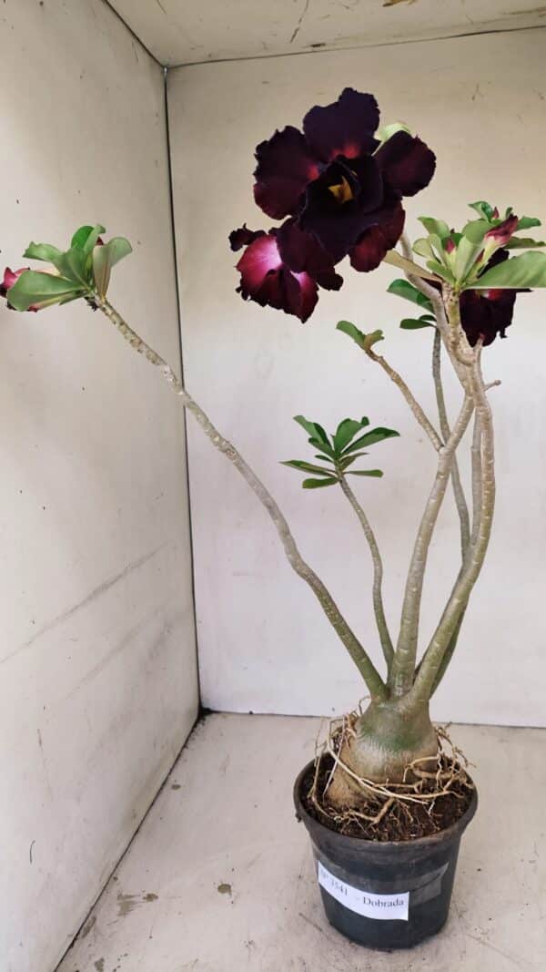 Planta Dobrada 3541 – 40cm – 03 anos - Imagem 1