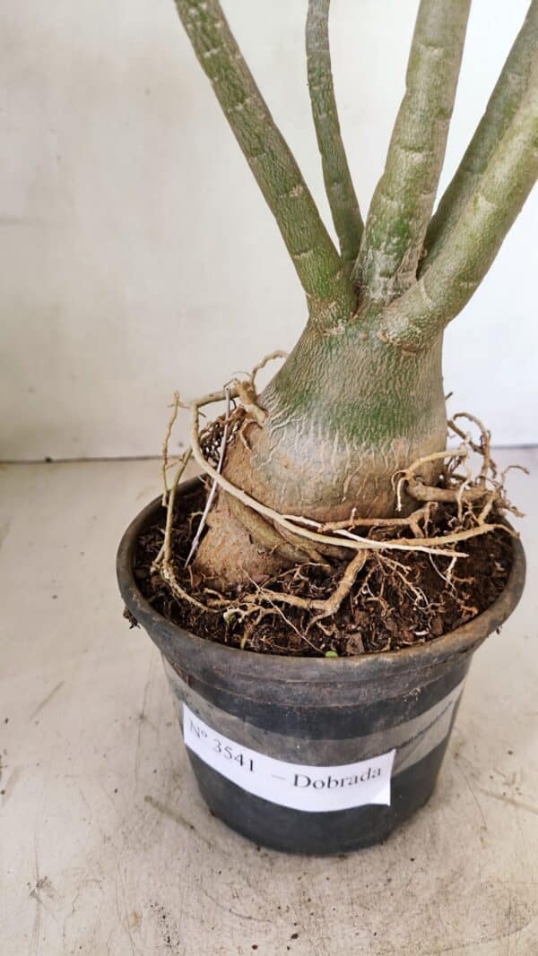 Planta Dobrada 3541 – 40cm – 03 anos - Imagem 6