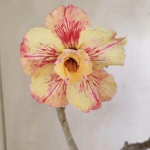 Planta Dobrada 3542 – 35cm – 03 anos