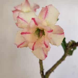 Planta Dobrada 3543 – 35cm – 03 anos