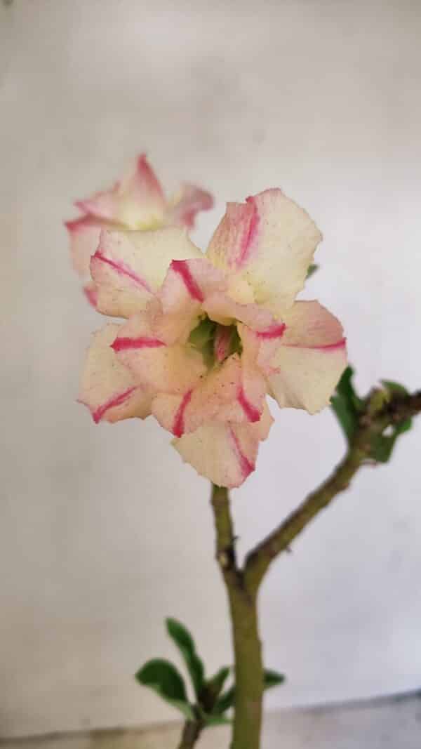 Planta Dobrada 3543 – 35cm – 03 anos - Imagem 1