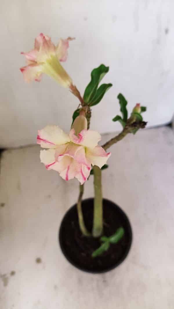 Planta Dobrada 3543 – 35cm – 03 anos - Imagem 4