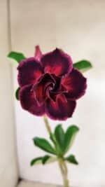 Planta Dobrada 3544 – 35cm – 03 anos