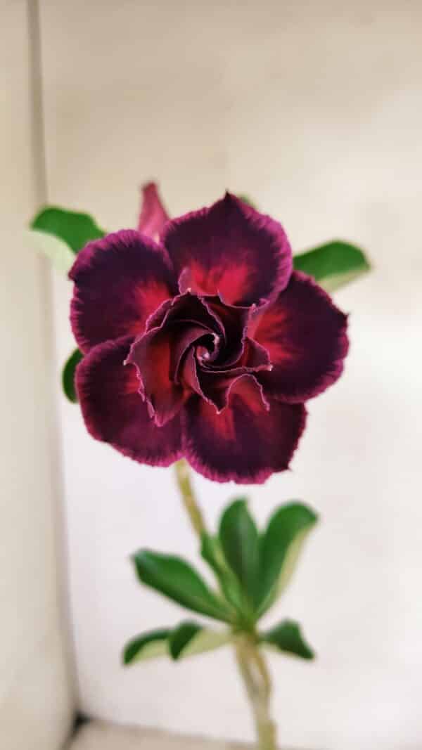 Planta Dobrada 3544 – 35cm – 03 anos - Imagem 1