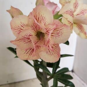 Planta Dobrada 3545 – 30cm – 02 anos