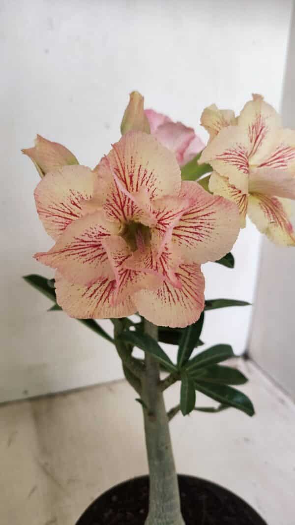 Planta Dobrada 3545 – 30cm – 02 anos - Imagem 1