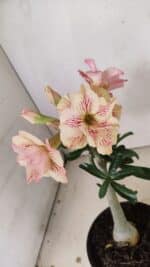 Planta Dobrada 3545 – 30cm – 02 anos - Imagem 4