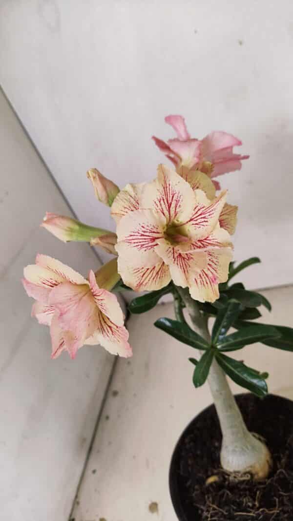 Planta Dobrada 3545 – 30cm – 02 anos - Imagem 4