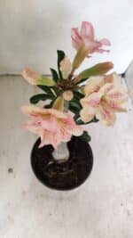 Planta Dobrada 3545 – 30cm – 02 anos - Imagem 5
