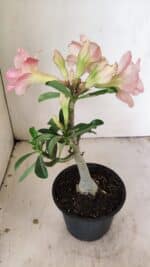 Planta Dobrada 3545 – 30cm – 02 anos - Imagem 6