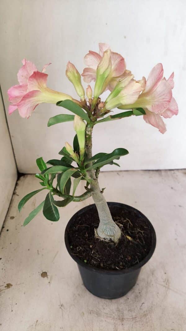 Planta Dobrada 3545 – 30cm – 02 anos - Imagem 6