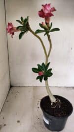 Planta Dobrada 3546 – 30cm – 02 anos - Imagem 5