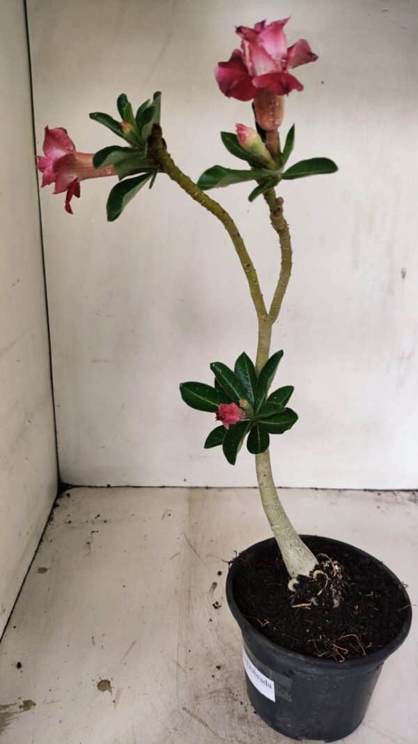 Planta Dobrada 3546 – 30cm – 02 anos - Imagem 5