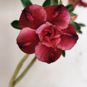 Planta Dobrada 3546 – 30cm – 02 anos