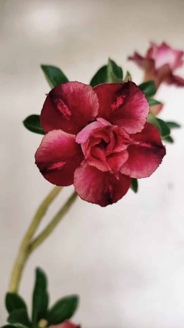 Planta Dobrada 3546 – 30cm – 02 anos - Imagem 1