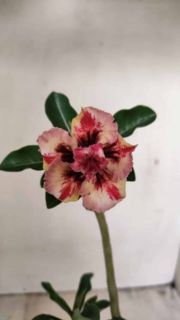 Planta Dobrada 3547 – 30cm – 02 anos - Imagem 1