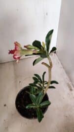 Planta Dobrada 3547 – 30cm – 02 anos - Imagem 5