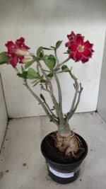 Planta Dobrada 3548 – 35cm – 03 anos - Imagem 2