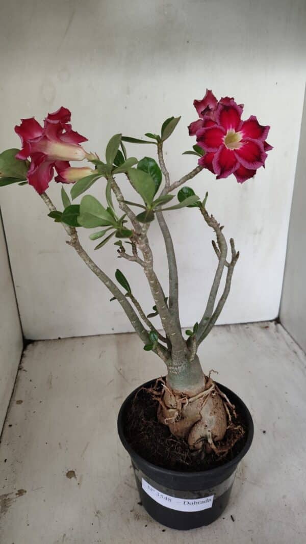 Planta Dobrada 3548 – 35cm – 03 anos - Imagem 2