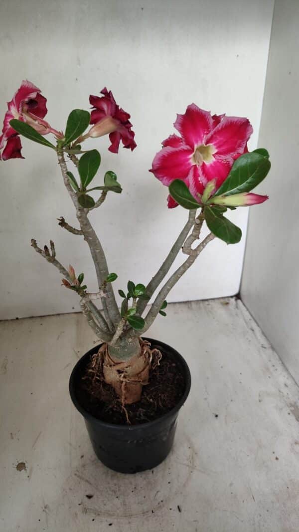 Planta Dobrada 3548 – 35cm – 03 anos - Imagem 5