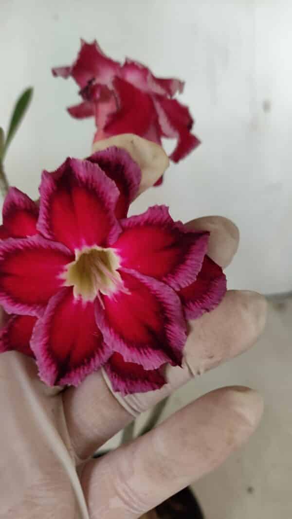 Planta Dobrada 3548 – 35cm – 03 anos - Imagem 1